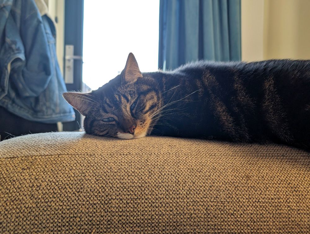 Dark coloured cat, napping on the edge of a couch. A bright sunlight window is behind the cat.