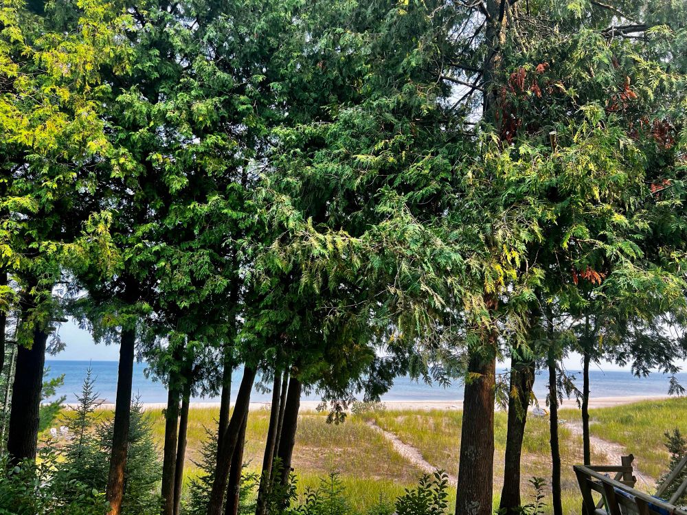 A stand of mature trees in the foreground. Behind them is a sandy trail over a grassy dune. In the background is a thin strip of beach and the waters of Lake Michigan.
