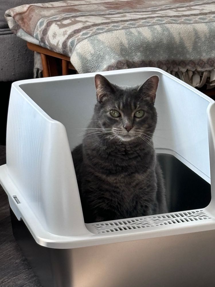 Gray cat sitting in litter box. 