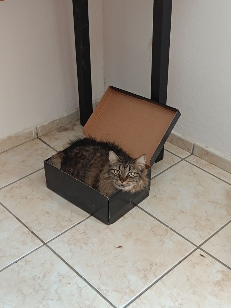 Foto da Polanga, a gata mais linda do mundo, dentro da caixa de sapato. Ela é a mãe do Mamadinho. Ela também é peludona de padrão rajado. Ela tem os nervos à flor da pele e vive enchendo o saco da irmã dela, a Paçoquinha.