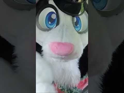 Introducing Your Friendly Neighborhood Mailcat #furry #fursuit