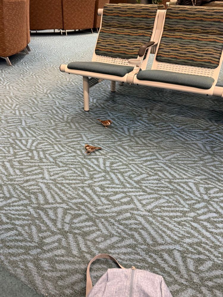 2 small birds on the floor inside an airport terminal