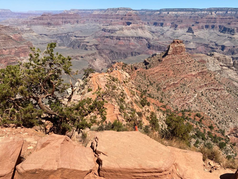 A view of the Grand Canyon from the South rim. A small tree in the foreground and the deep canyon behind 