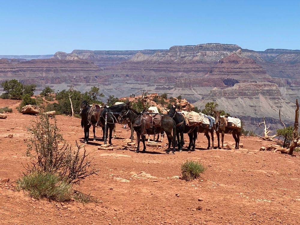 Mules resting on their treck up South Kaiban trail at Cypress Point. They are daily supplying phantom ranch on the bottom of the canyon 