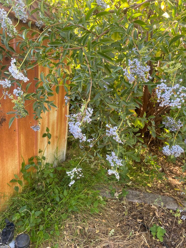 The elderberry bush loaded with berries 