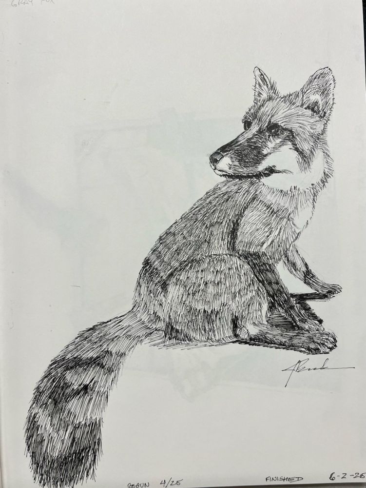 A pen and ink drawing of a gray fox, from the Get Into Nature Gallery at Cincinnati Museum Center. 