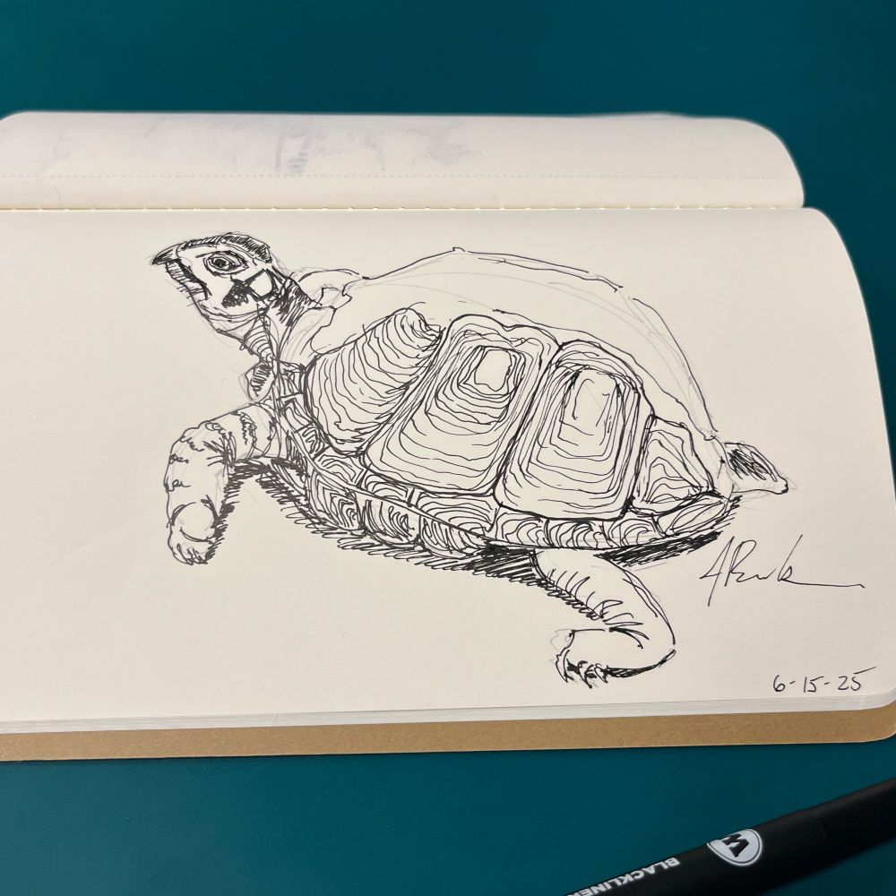 Pen and ink sketch of an Eastern Box Turtle. 