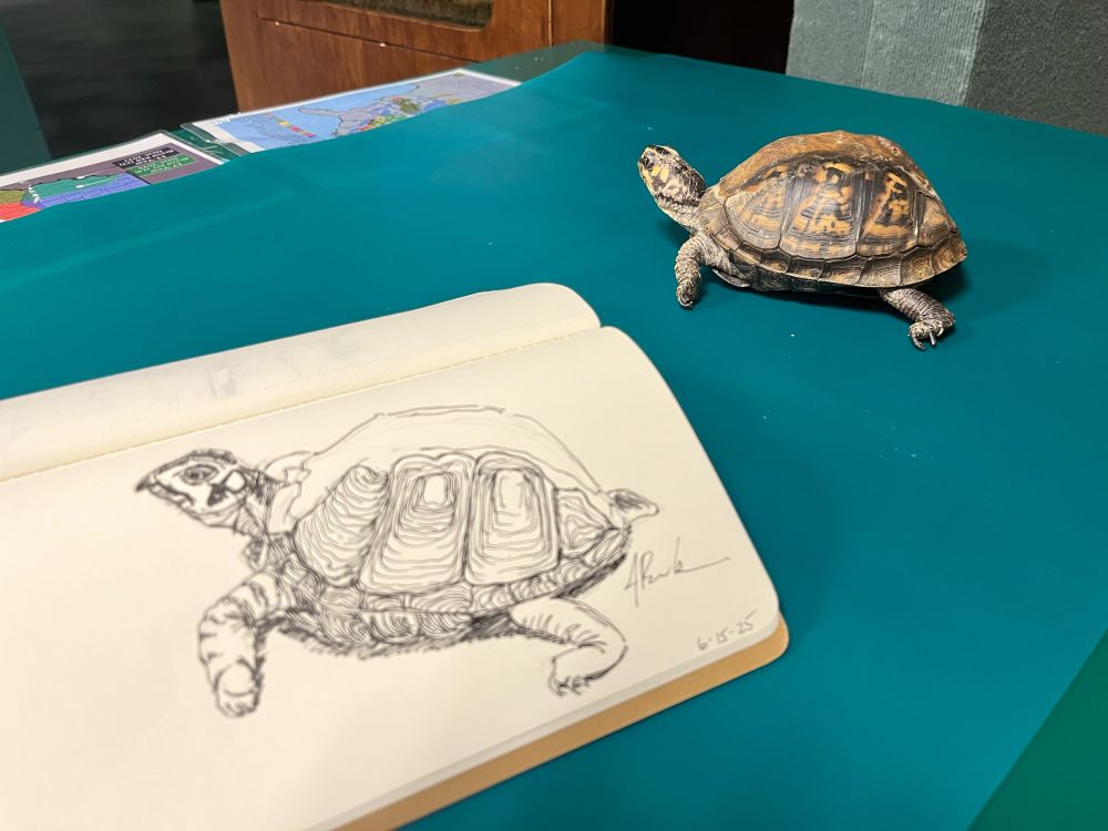The sketch, with the live model. 