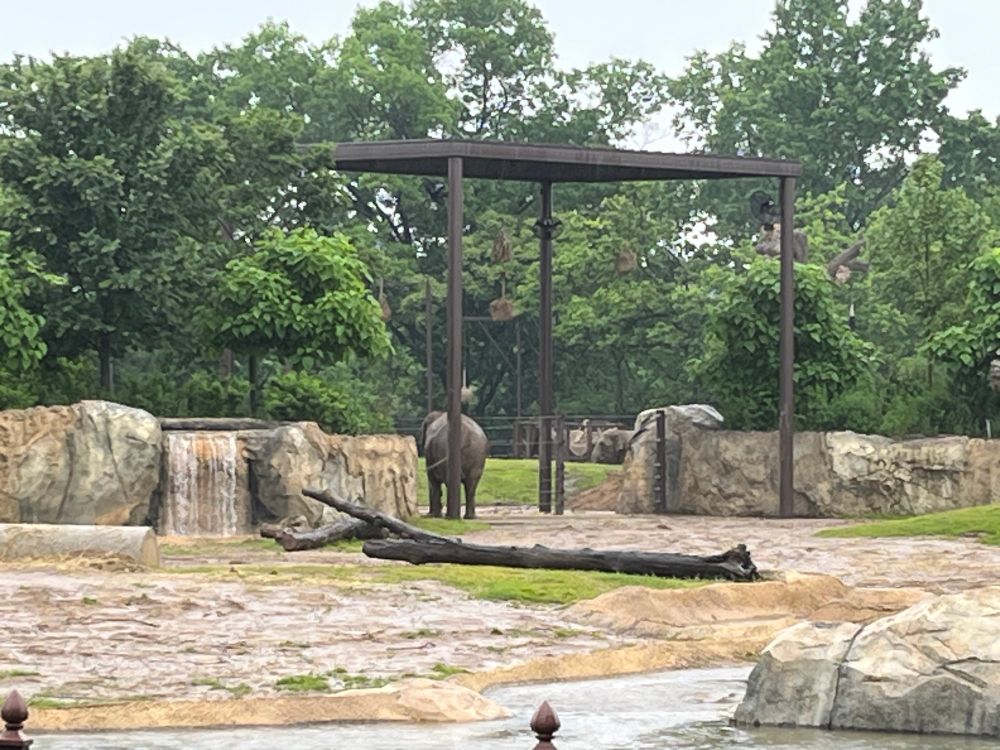 An elephant in the Elephant Trek enclosure at the zoo. 