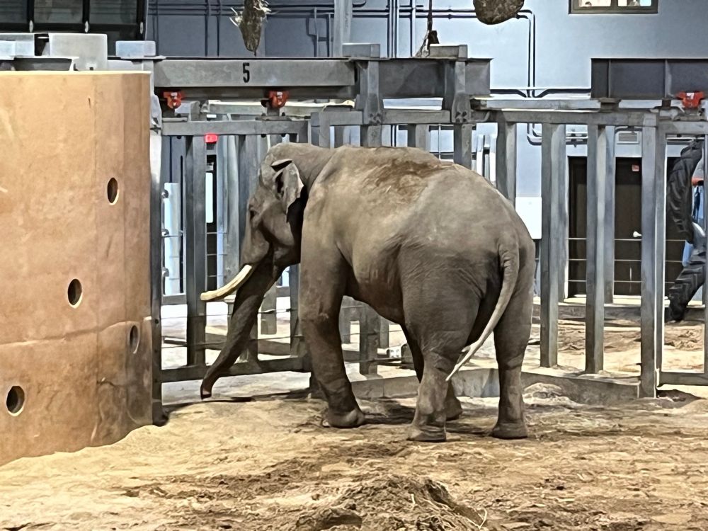 Sabu, the male elephant, in his indoor enclosure. 