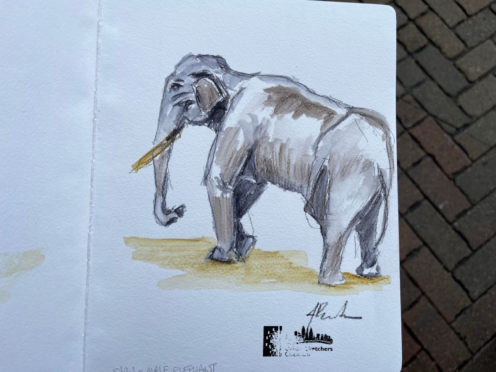 A watercolor pencil sketch of Sabu, the biggest of the male elephants. 