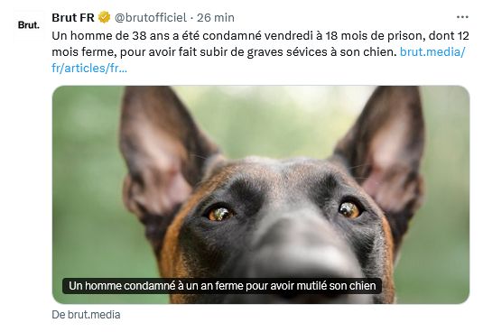 Media Brut FR : Un homme de 38 ans a été condamné vendredi à 18 mois de prison, dont 12 mois ferme, pour avoir fait subir de graves sévices à son chien. photo tête de chien en illustration