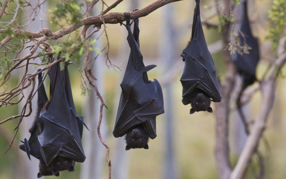 Five black flying fox bats, hanging upside down from a tree, wrapped in their wings. They are perfect little flying mammals. Photo from https://www.climatewatch.org.au/species/mammals/black-flying-fox