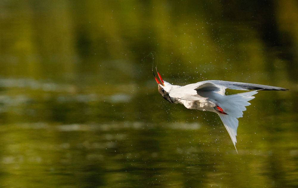 Common Tern