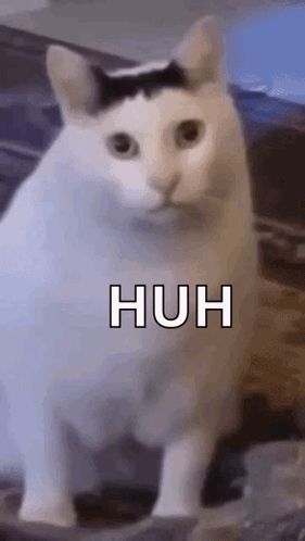 a white cat with a black spot on its head is sitting on a table and looking at the camera .