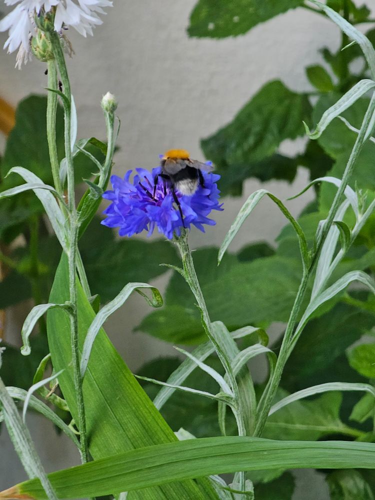 Hummel auf Kornblume