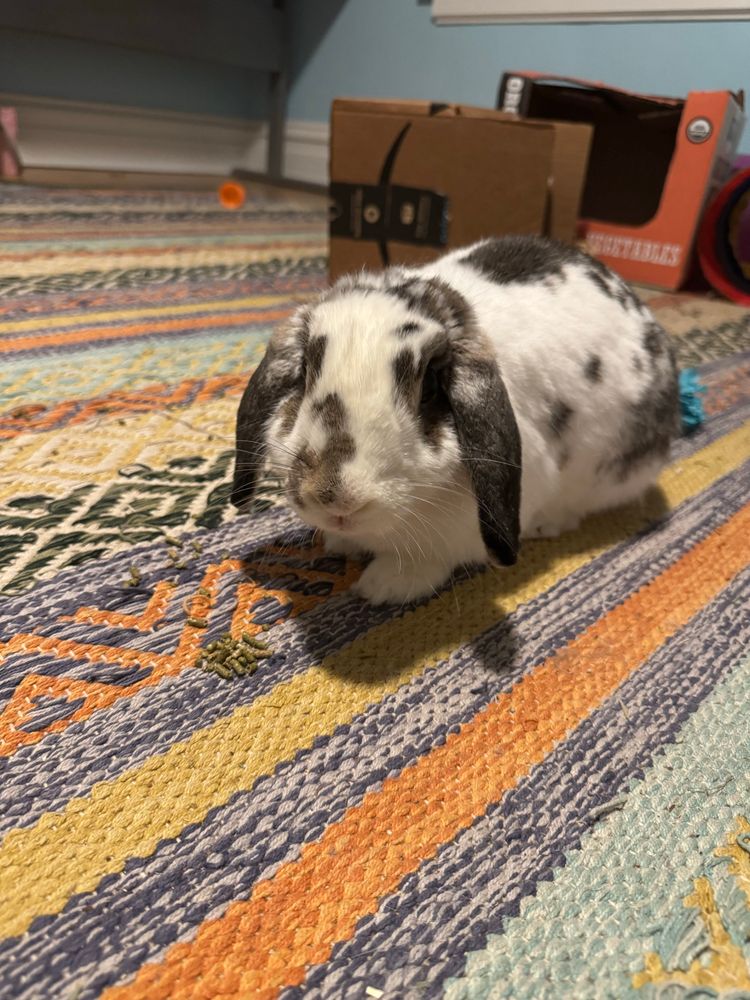 A white and grey bunny on a colorful rug with some food pellets in front of him 