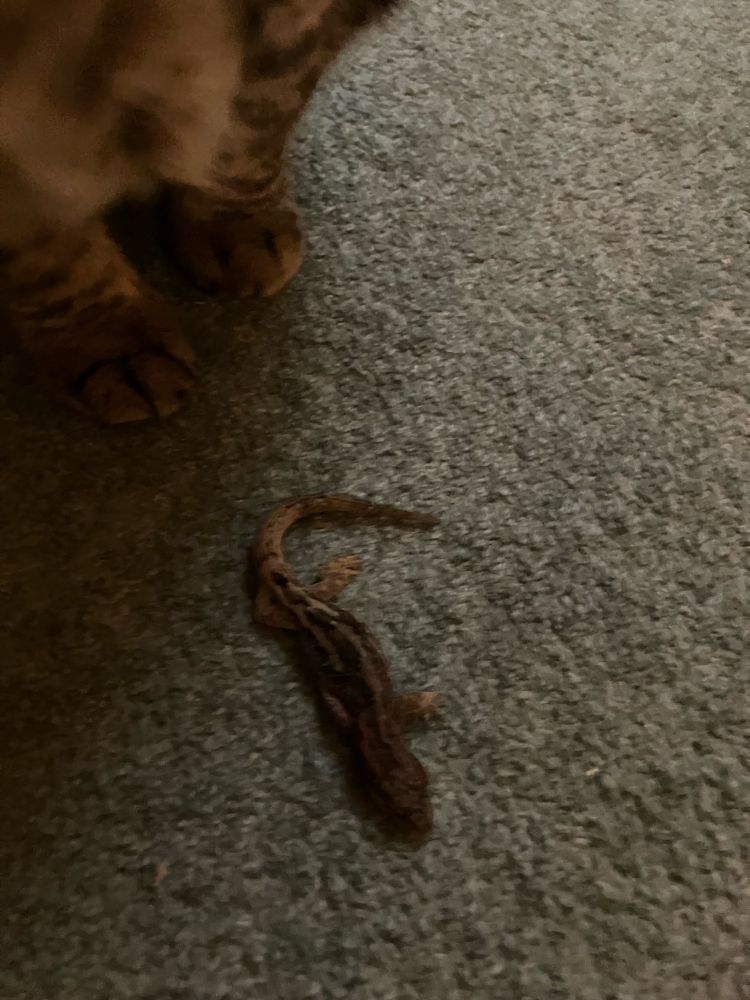 A closer picture of a dead lizard. It is grey-brown with thick dark black stripes running along its body and about as long as a ballpoint pen. 