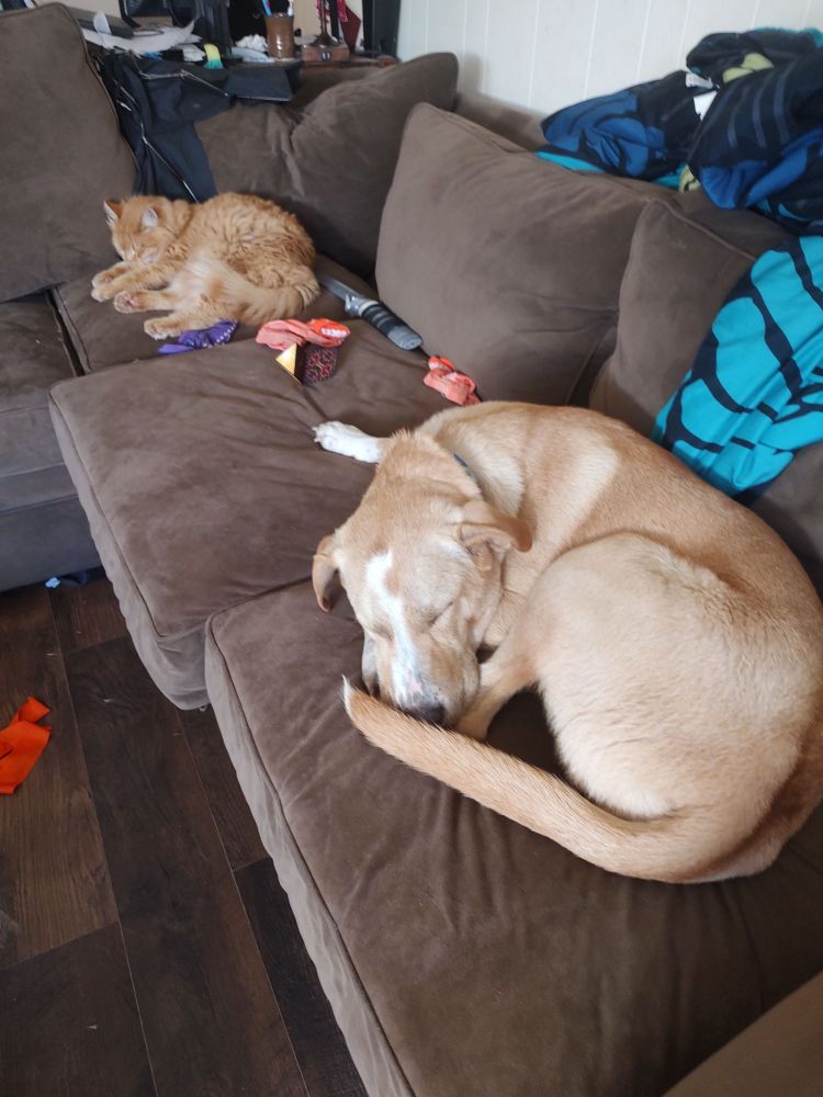 A Yellow lab looking mutt, Bella curled up on a couch, fluffy orange kitty Grizz on the opposite end of the same couch. 