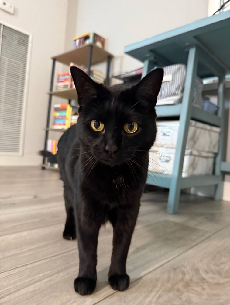 Black cat looks at camera 