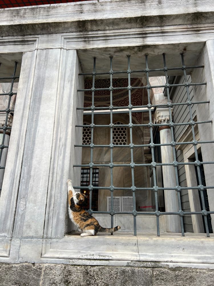 calico cat doing a BIG STRETCH on a window sill