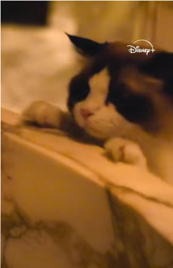 Benjamin Button Swift, a ragdoll cat, puts his paws up on a marble bathtub and peers into the next era 
