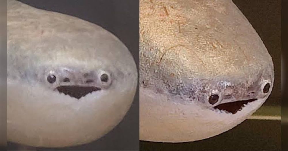 An extinct genus of fish from the early Paleozoic called the Sacabambaspis has recently gone viral on social media in Japan, with memes and even art and merch being made based on it.
