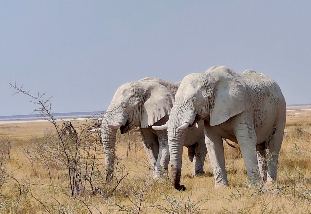 Magnificent bull #African #Elephants in the #Etosha Plains #Namibia one hot afternoon. Covered in fine mud to prevent flies from pestering them.