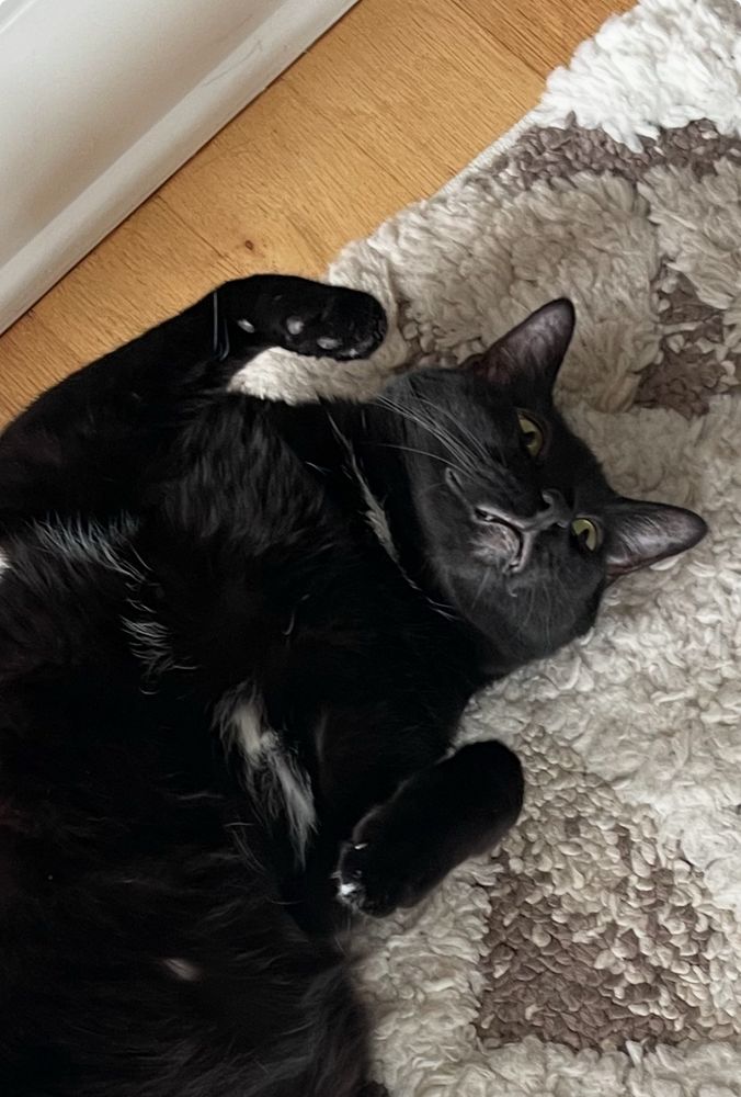 A black cat lies on its back with its arms ridiculously in the air, looking silly and very relaxed