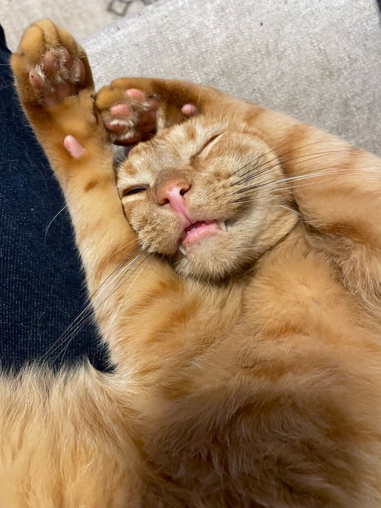 Ginger tabby cat mostly asleep, on his back, arms stretched in a ridiculous shape over his head
