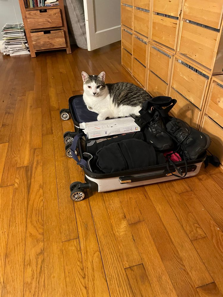 Small packed suitcase lying open with a gray/white cat comfortably sitting on one of the open halves like he obviously belongs.
