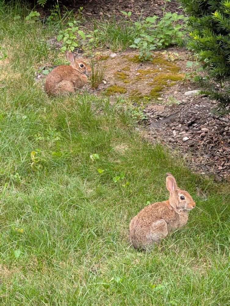 two rabbits in a neighbor's yard, on the grass, but near shrubbery, both facing sideways and looking at me suspiciously