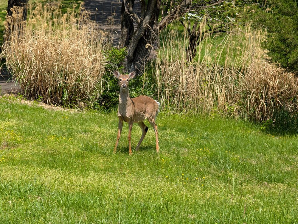 a deer in a neighbor's yard, looking straight at me