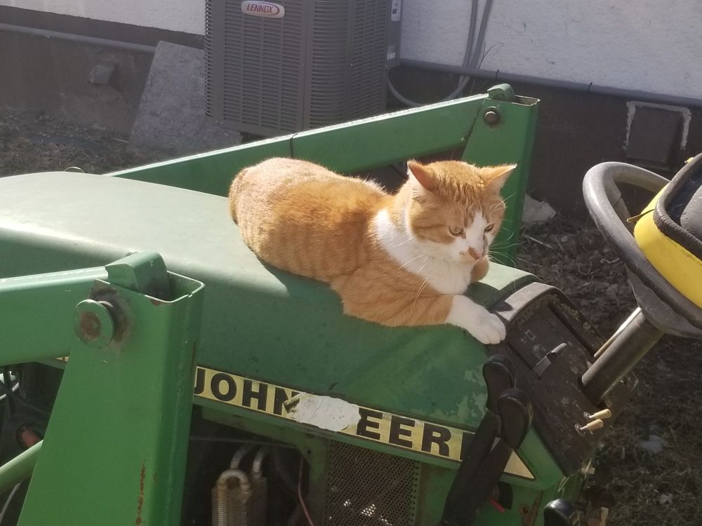 Orange and white cat on old garden tractor.