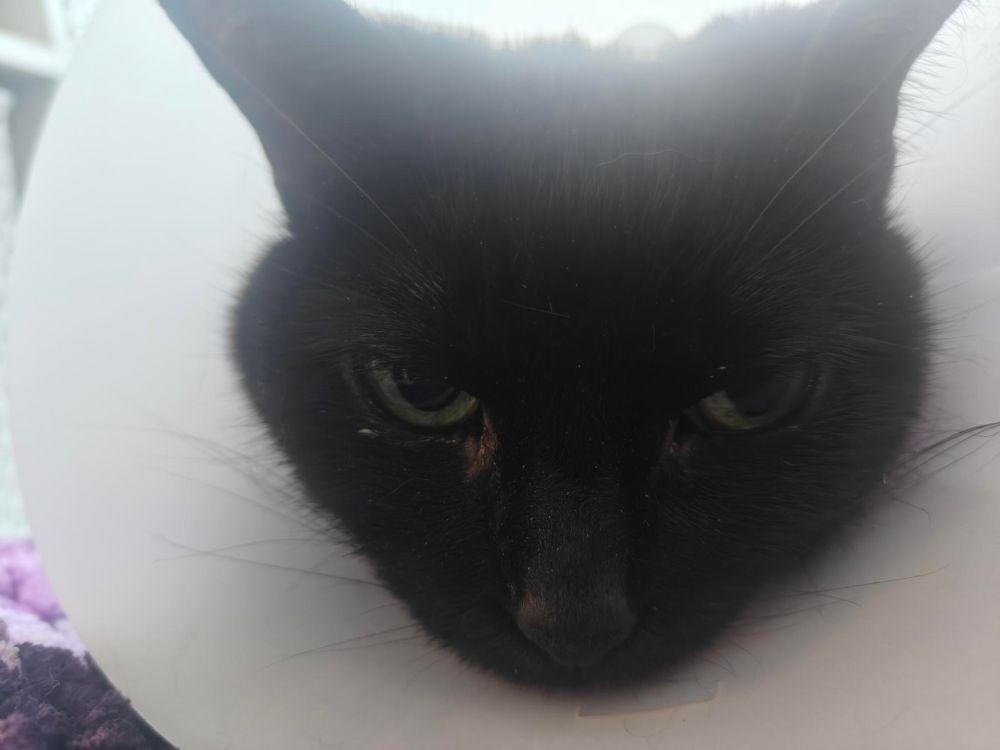 close up of a black cat's face wearing a white cone collar and a cranky expression