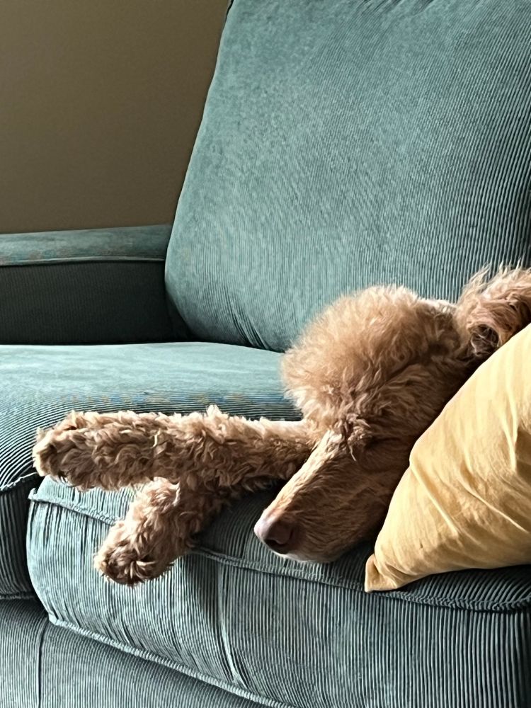 An apricot labradoodle sleeping on a couch with a pillow under her head. 