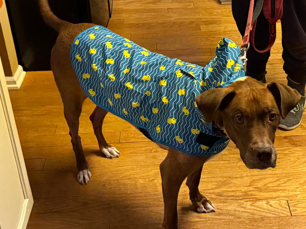 A chocolate lab/pitbull mix dog, with white fur at his toes, wearing a blue raincoat with yellow ducks on it