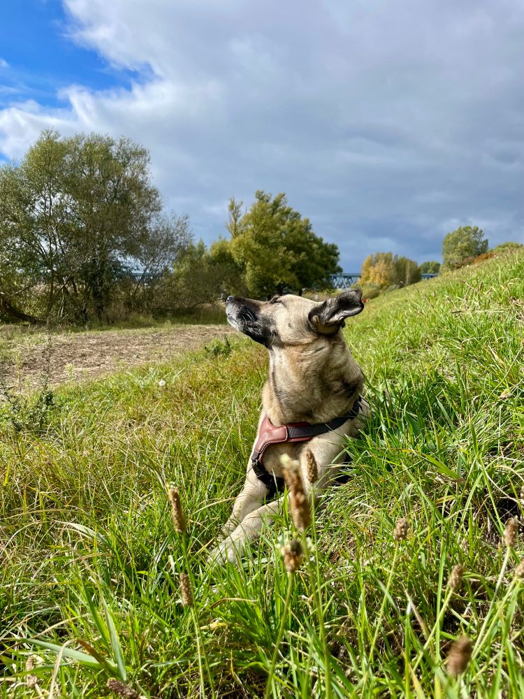 Der Hund liegt im hohen Gras am Deich und reckt die Schnauze in die Höhe