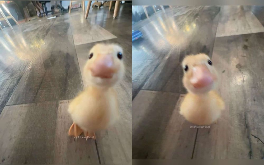 two pictures of a baby duck looking very politely at the camera