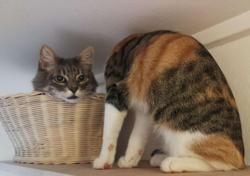 Illusion d’un chat la tête coupée dans un panier. 