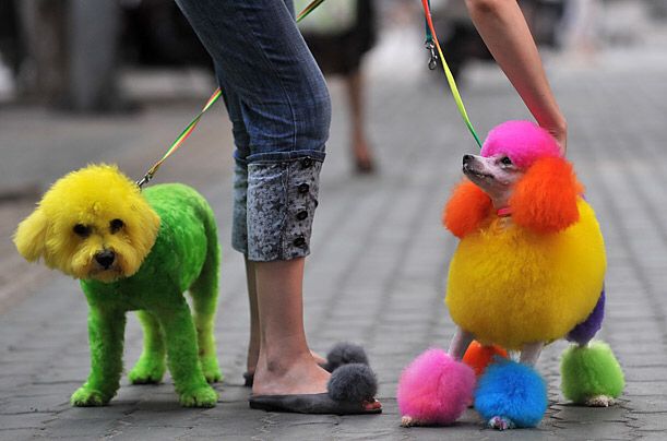 Chiens multicolores