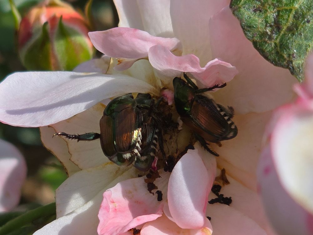 Multiple japanese beetles on one flower
