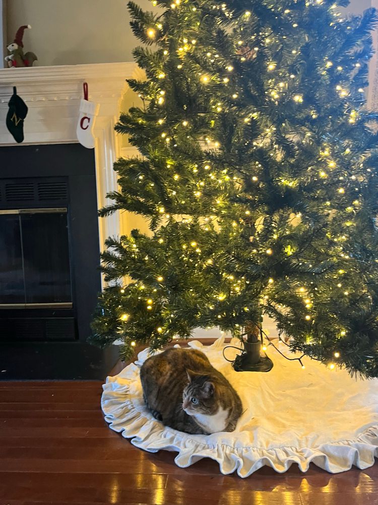 A brown cat sits on a white, ruffled tree skirt. Behind her is a Christmas tree with white lights. To the left is a mantle with stockings above it.