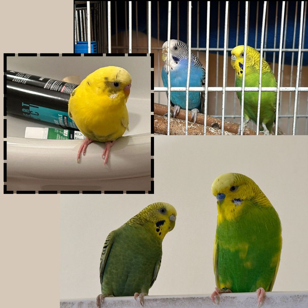 Bonus: love parrots, hate turistification