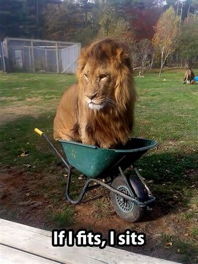 A lion sits in a wheelbarrow. Caption says: "If I fits, I sits".