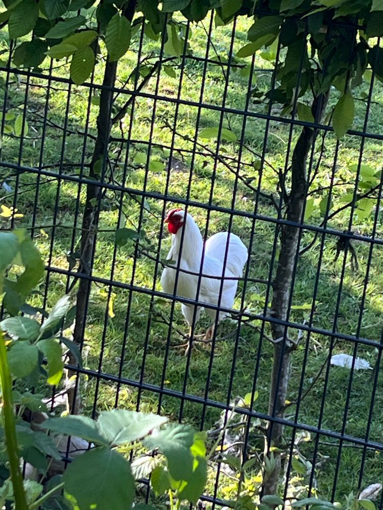 Hinter einem Zaun auf einer grünen Wiese stehendes, weißes Huhn