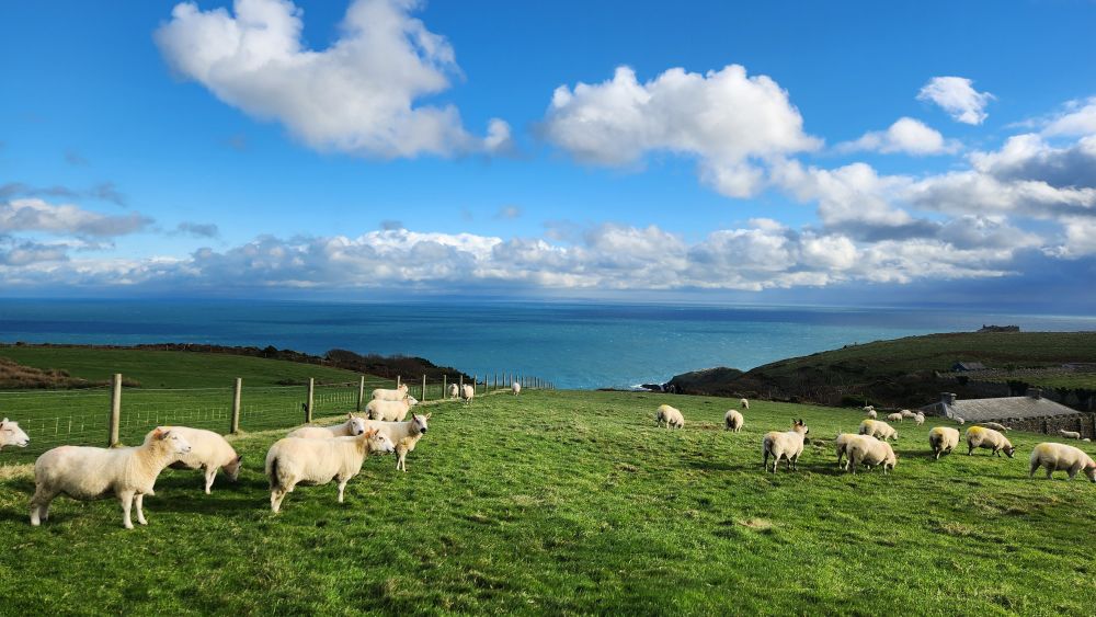 Lundy island with some sheep