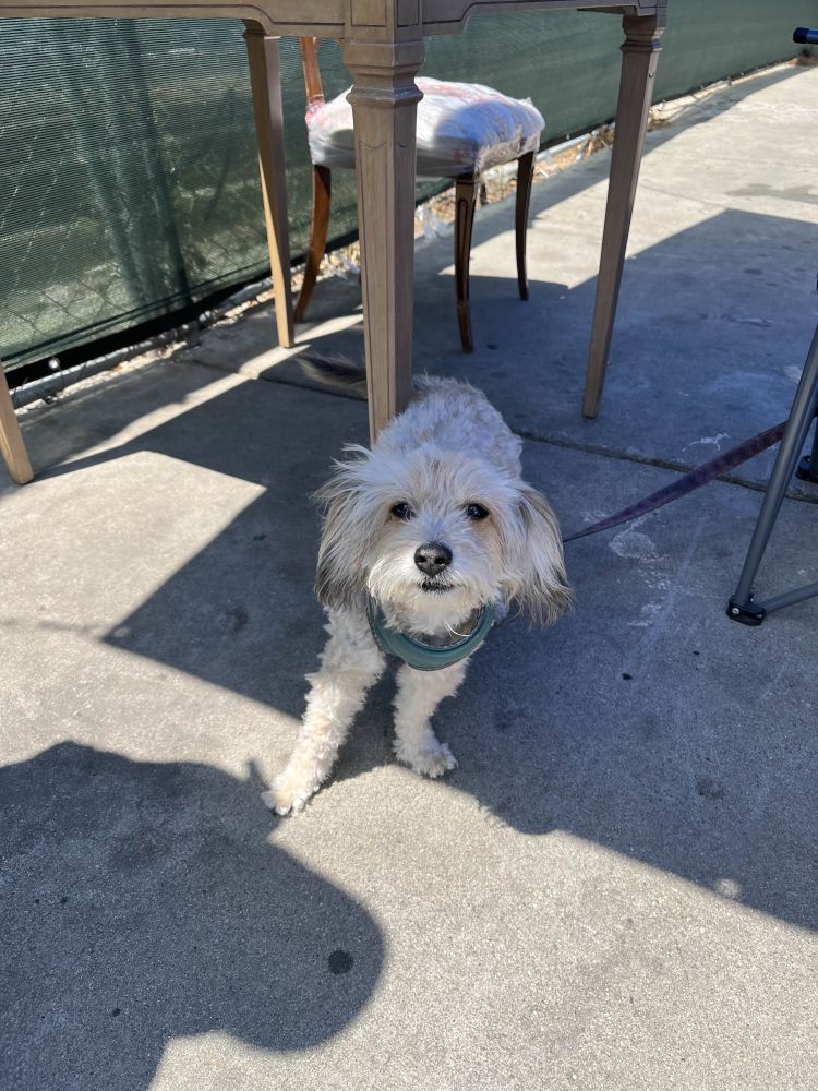A white small/medium sized dog with slight grey tips on the ears and a grey tail with a light blue harness connected to a leash is in the shade.