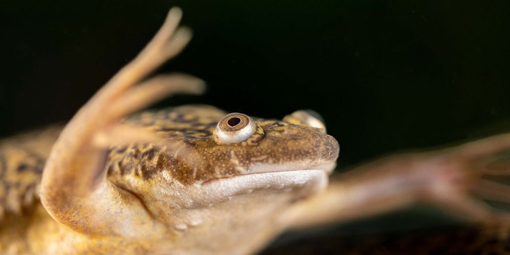A close up image of a Xenopus frog. 