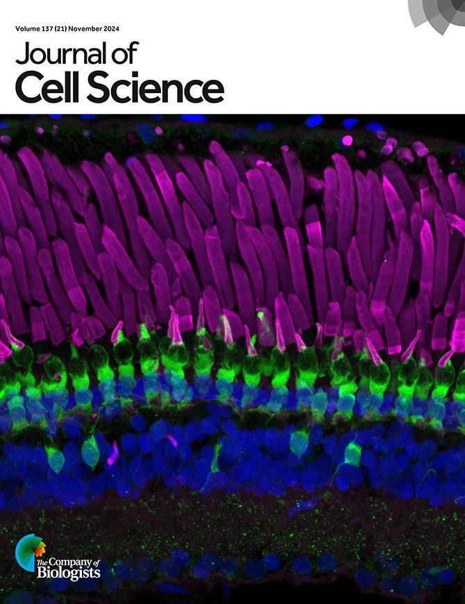 A journal cover photo for Journal of Cell Science, Volume 137 (21) Novermber 2024. It is depicting a healthy frog retina labelled using wheat germ agglutinin (magenta), which binds to the photoreceptor outer segments; anti-calbindin antibody (green), which marks cone inner segments and a subset of bipolar cells; and Hoechst 33342 (blue), which stains cell nuclei. It has the Company of Biologists logo on the bottom left. 